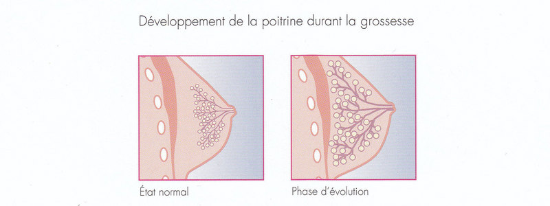 developpement seins grossesse